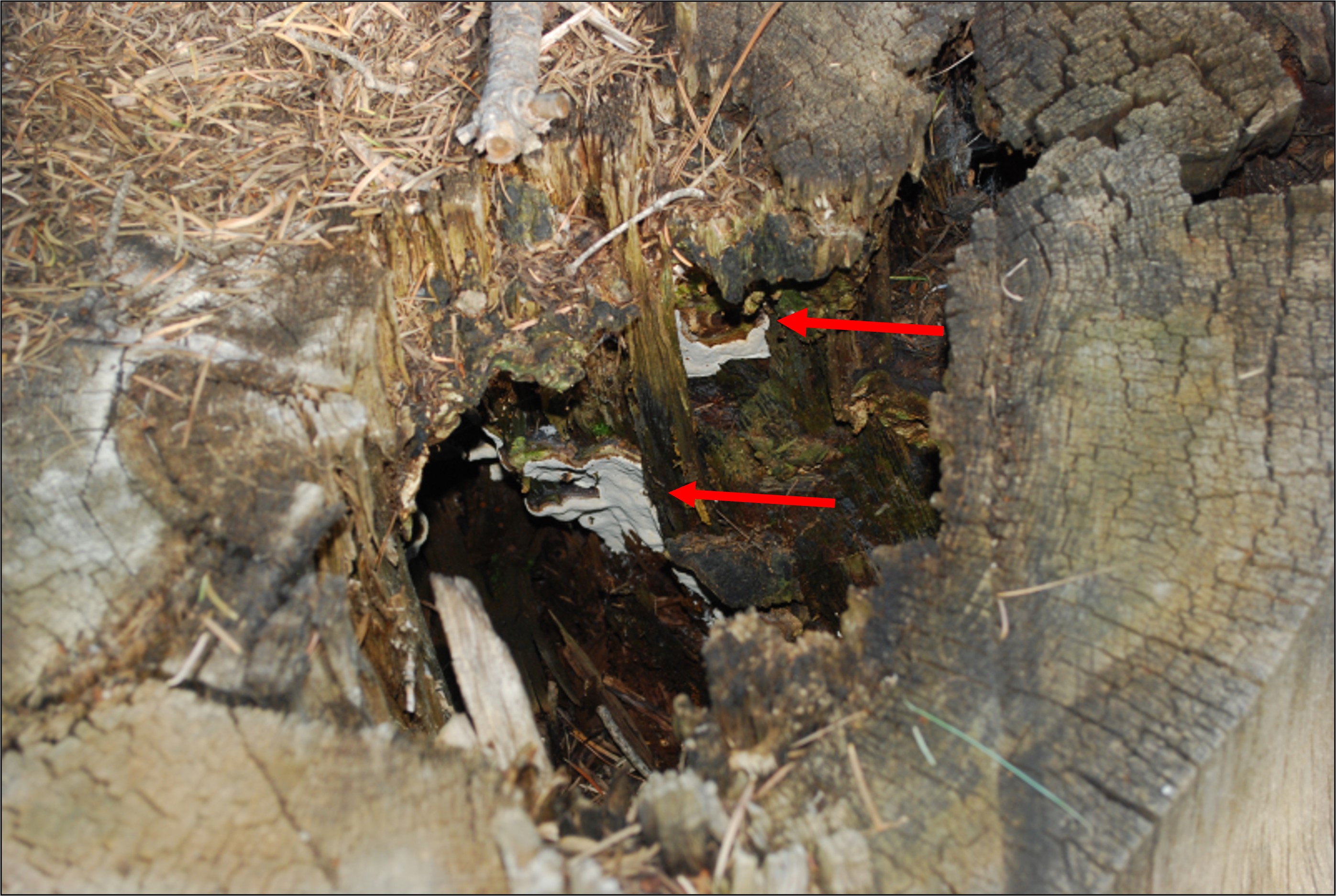 Root disease killed saplings associated with stumps.