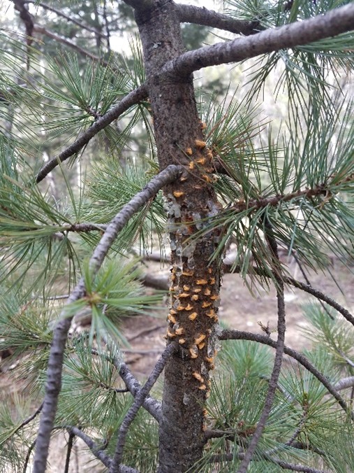 White pine blister rust sporulating on the bole of an infected tree.