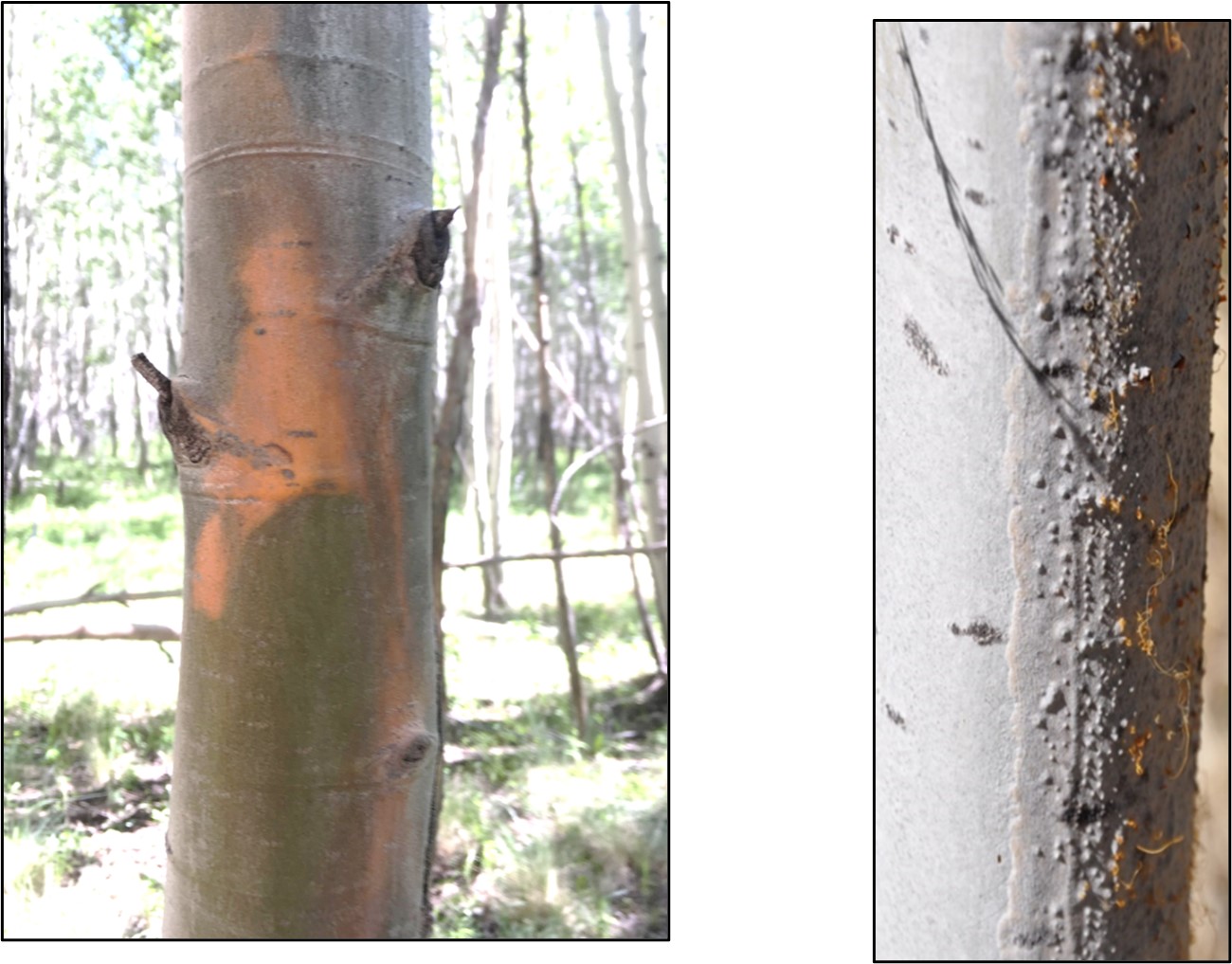 Cytospora spore tendrils exuding from bark of a dead tree.