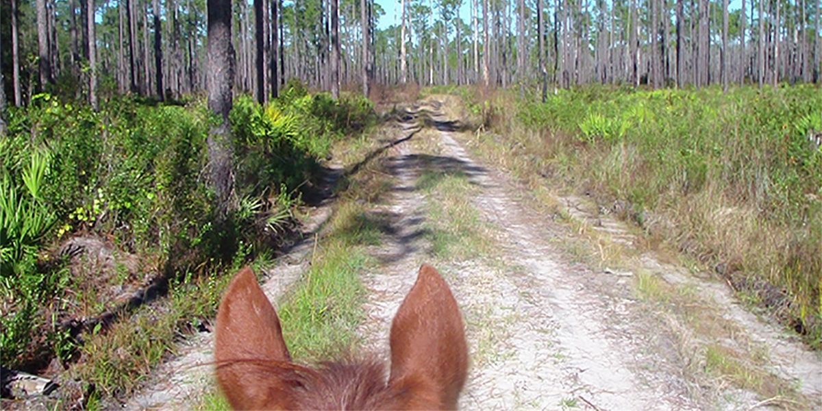 Sandy wide trail seen through a horses ears and top of its head surrounded by green shrubs and pines