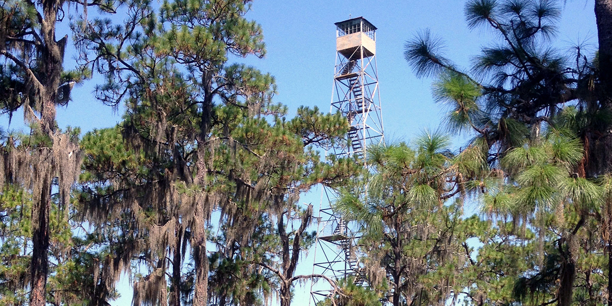 A fire tower overlooking the forest.