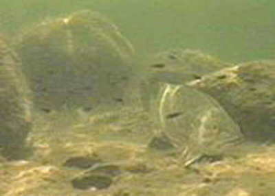 [Photo]: Underwater scene of a warmwater fish species.