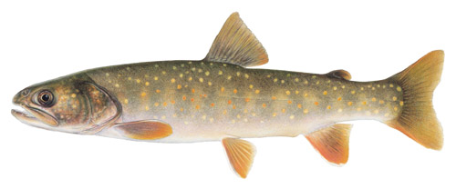 [Photo]: Bull Trout