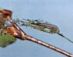 Figure 4. Leaf roller larva, or caterpillar.