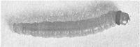 Figure 4. - Black-headed budworm larva.