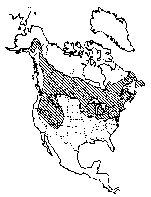 Figure 1. - Probable distribution of the large aspen tortrix in North America.