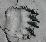 Print of a bear paw in the sand