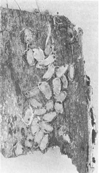 Figure 3.-0verwintering hibernacula of the large aspen tortrix beneath dead bark on aspen branch. The hibernacula are about 7l6 inch long.