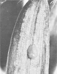 Figure 3. - Black-headed budworm egg on the underside of a hemlock needle.