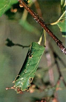 Birch leaf roller inside a roled leaf