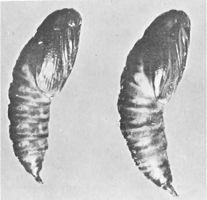 Figure 5. - Blackheaded budworm pupae.