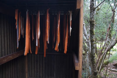Salmon drying in a shed.