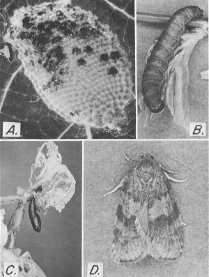 Figure 2. - Life stages of the large aspen tortrix: A, Egg mass-the black eggs are parasitized by Trichogramma minutum and the white 