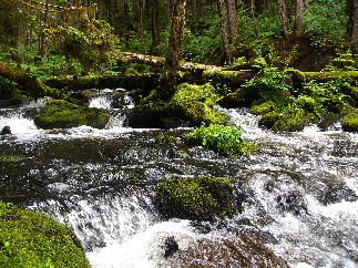 A river pours around mossy rocks in a rain forest.