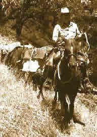Man on horsepack leading a mule train down the trail.