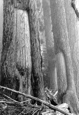 Peeled cedar trees in the upper Lewis River drainage