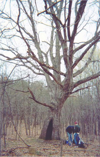 large hollow tree in Wilderness
