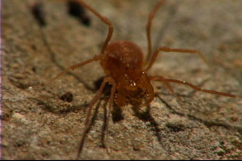 orange spider in a cave
