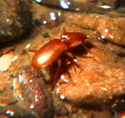 red beetle in a cave