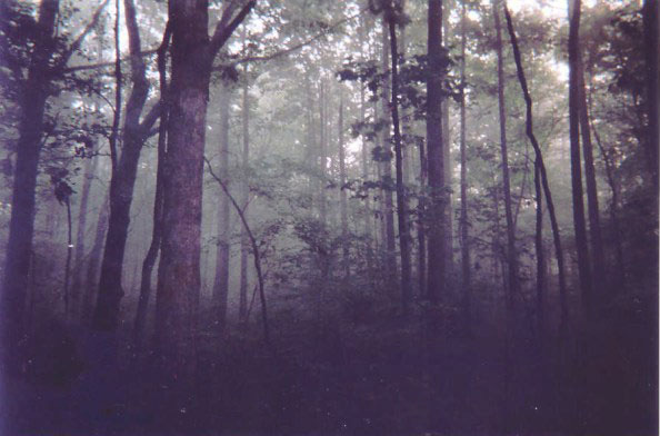 Humid morning in the Wilderness
