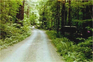 Picture of Panther Creek Campground
