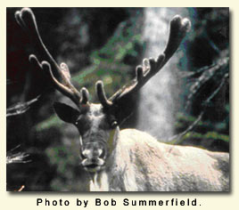 (Photo) A photograph of Woodland Caribou in the Selkirk Mountains