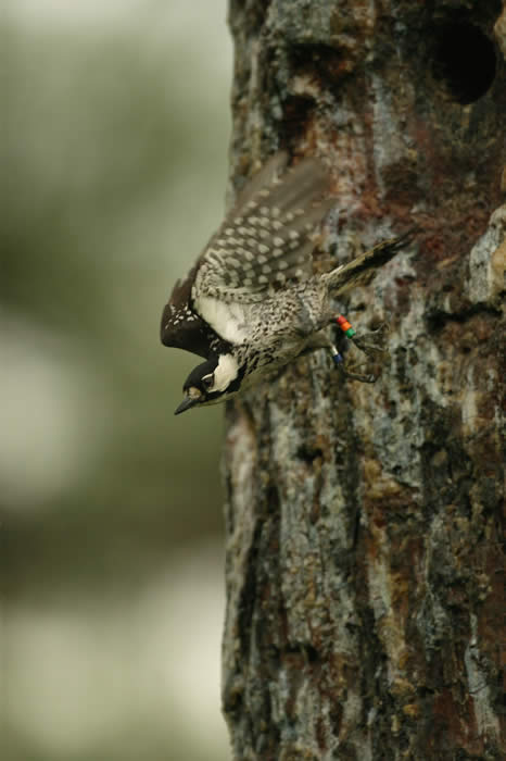 Woodpecker/Martjan Lammertink photo