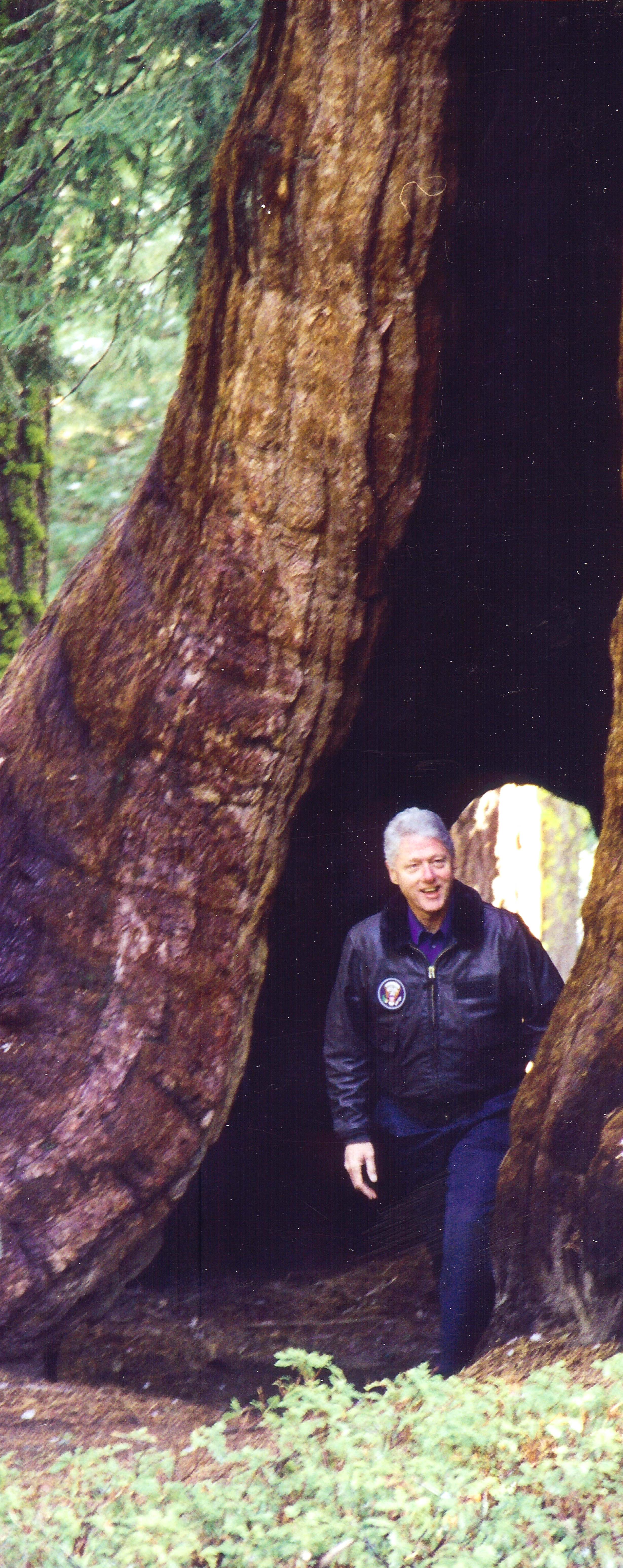 President Clinton visits the giant sequoia where he signed the Proclamation
