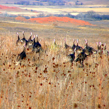 Black Kettle WMA  Oklahoma Department of Wildlife Conservation