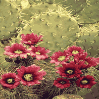 image of a cactus in bloom