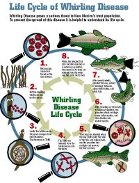 Whirling Lifecycle Image, small