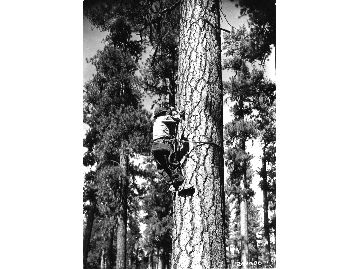 CCC boy hanging insulator - in tree telephone line construction.