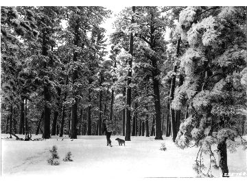 Snowshoeing through Ponderosa Pine Timber.