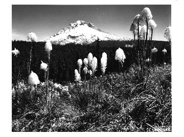 Mount Hood and Squaw Grass.