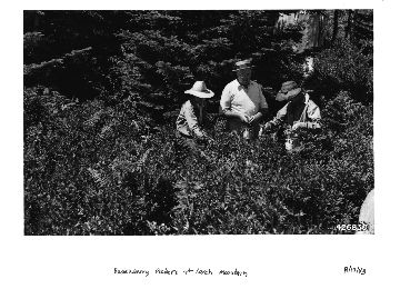Huckleberry pickers at Larch Mt. getting full pails from the luscious, bountiful crop.