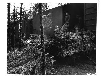 Loading baled Christmas trees into freight cars at siding in G. R. Kirk Co. tree north of Shelton, Wash. (Tallyman and four loaders.)