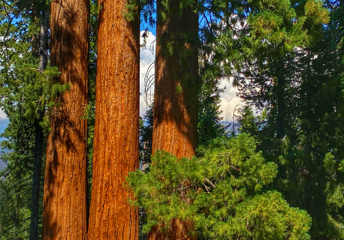 Giant sequoias tower over the Trail of 100 Giants.