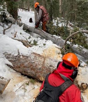 volunteers work to remove down tree