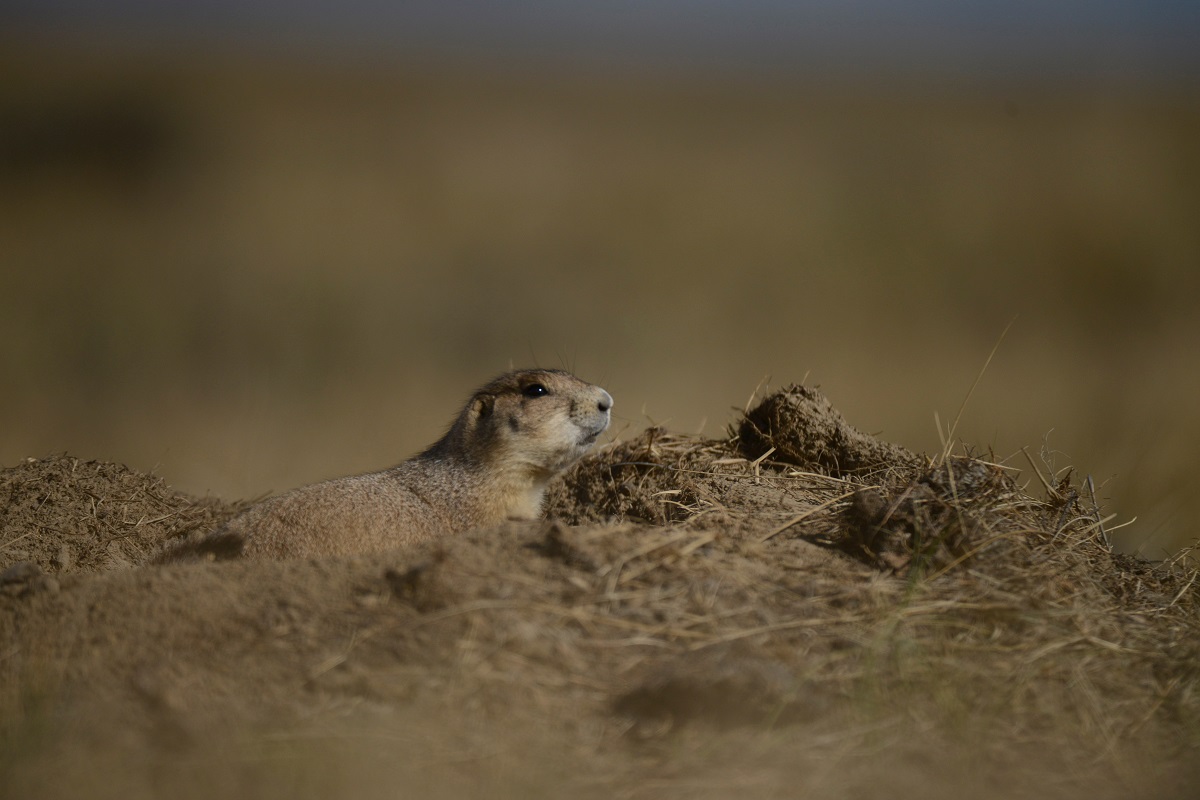 Close up photo of a prairie dog emerging from its hole