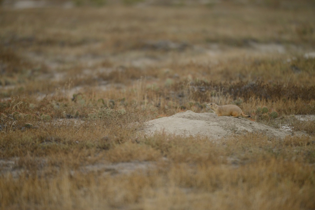 Mid-distance photo of a prairie dog walking across a large boulder in the ground