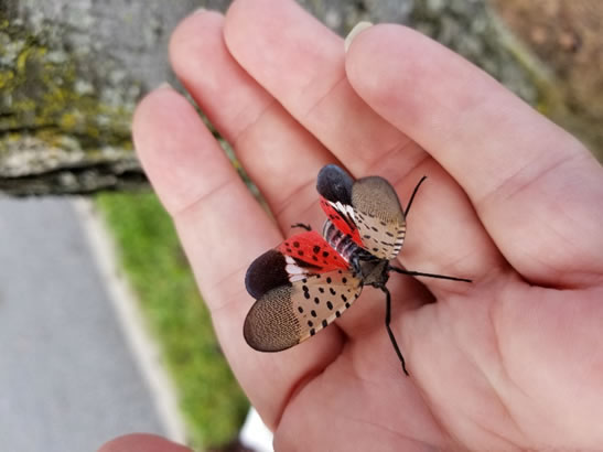 A spotted lanternfly