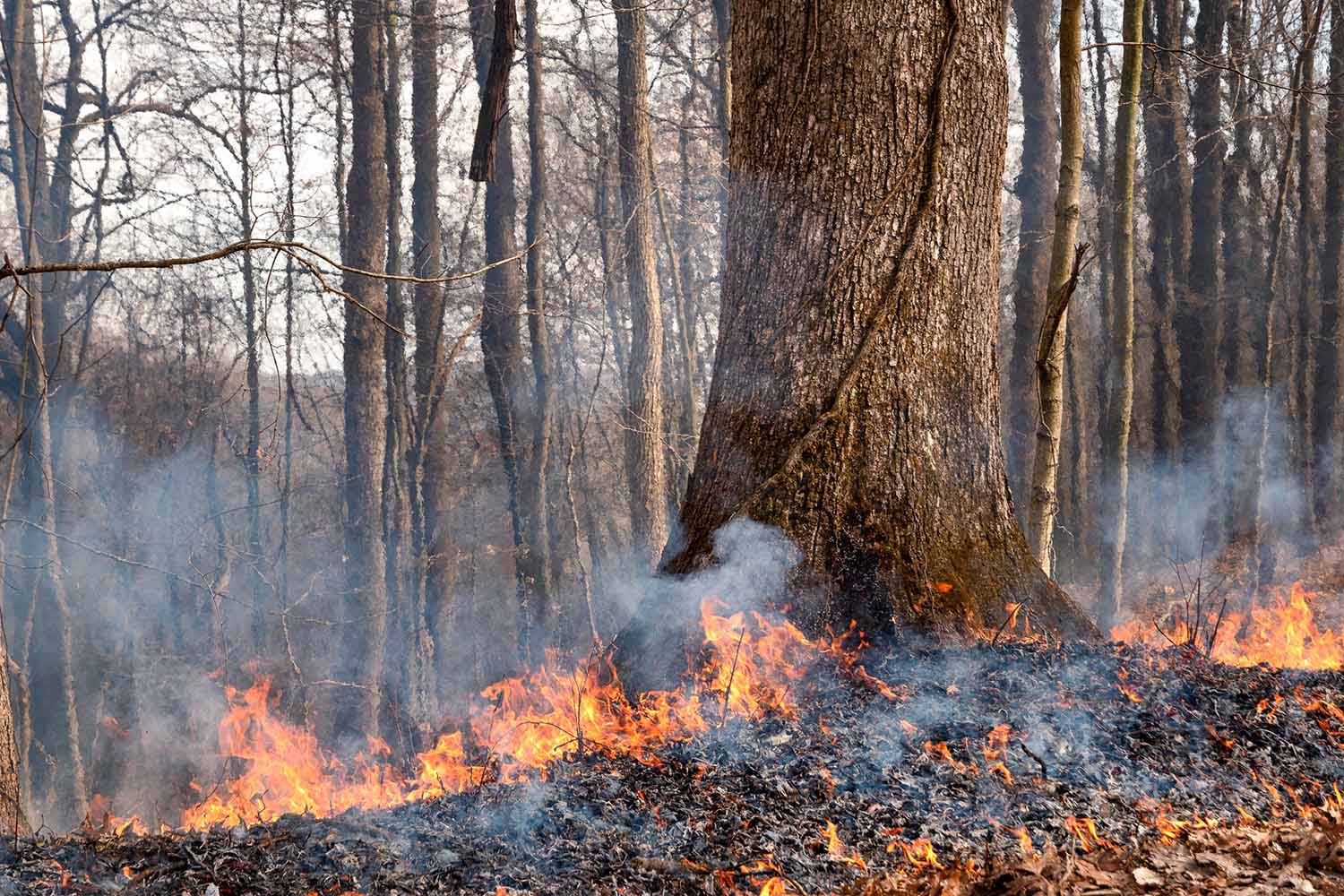 Fire creeps along the forest floor as an oak tree rises firmly from the burnt ground.