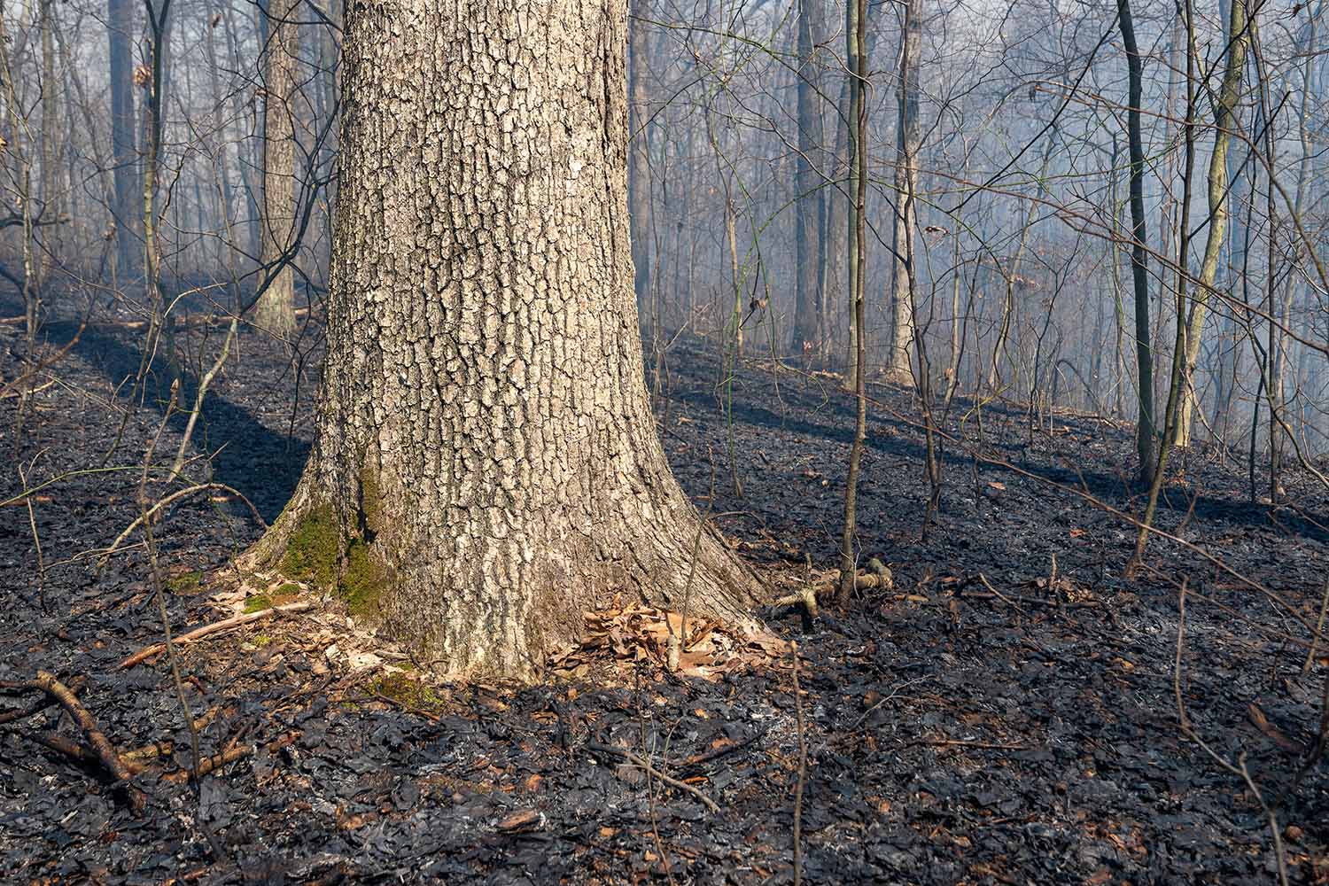 A mature oak rises unharmed from a burnt forest floor.