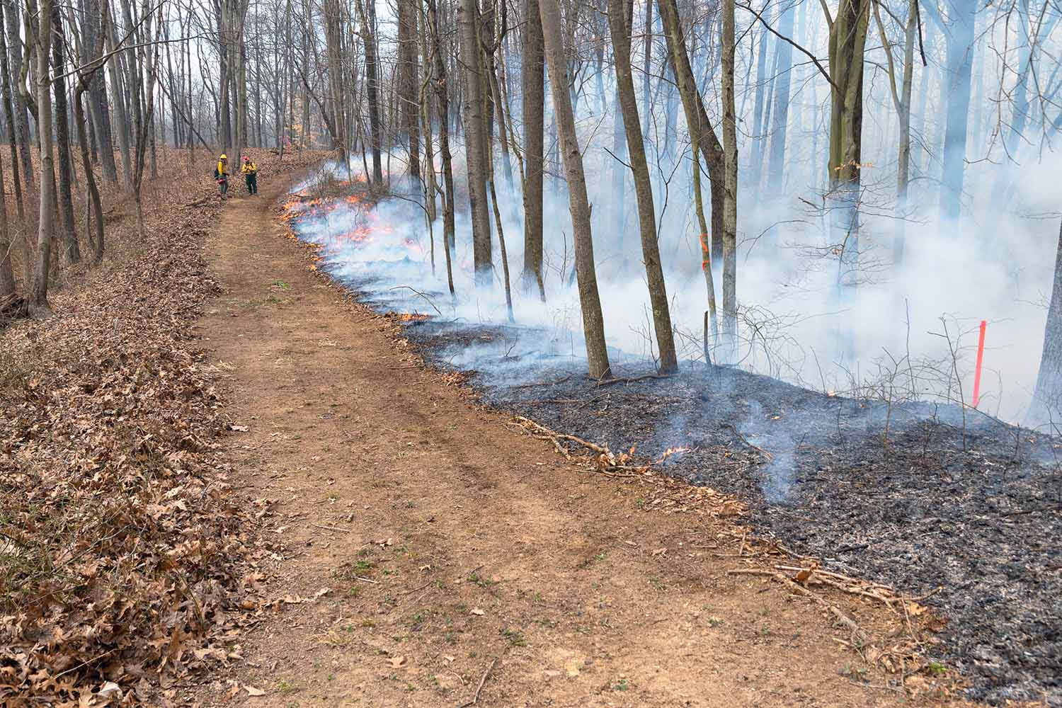 A forest road provides a barrier during a prescribed burn.