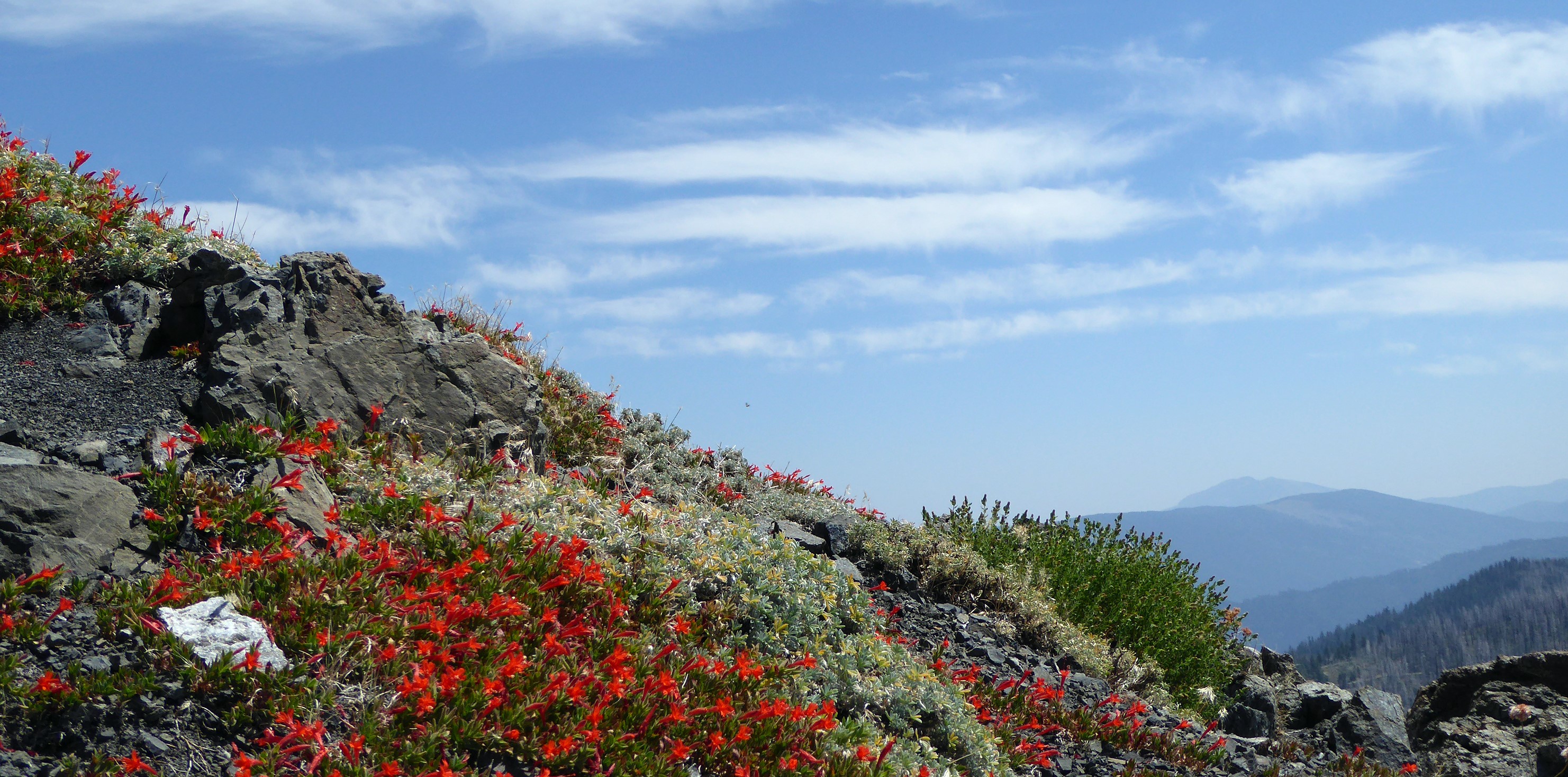 mountain side with red flowers