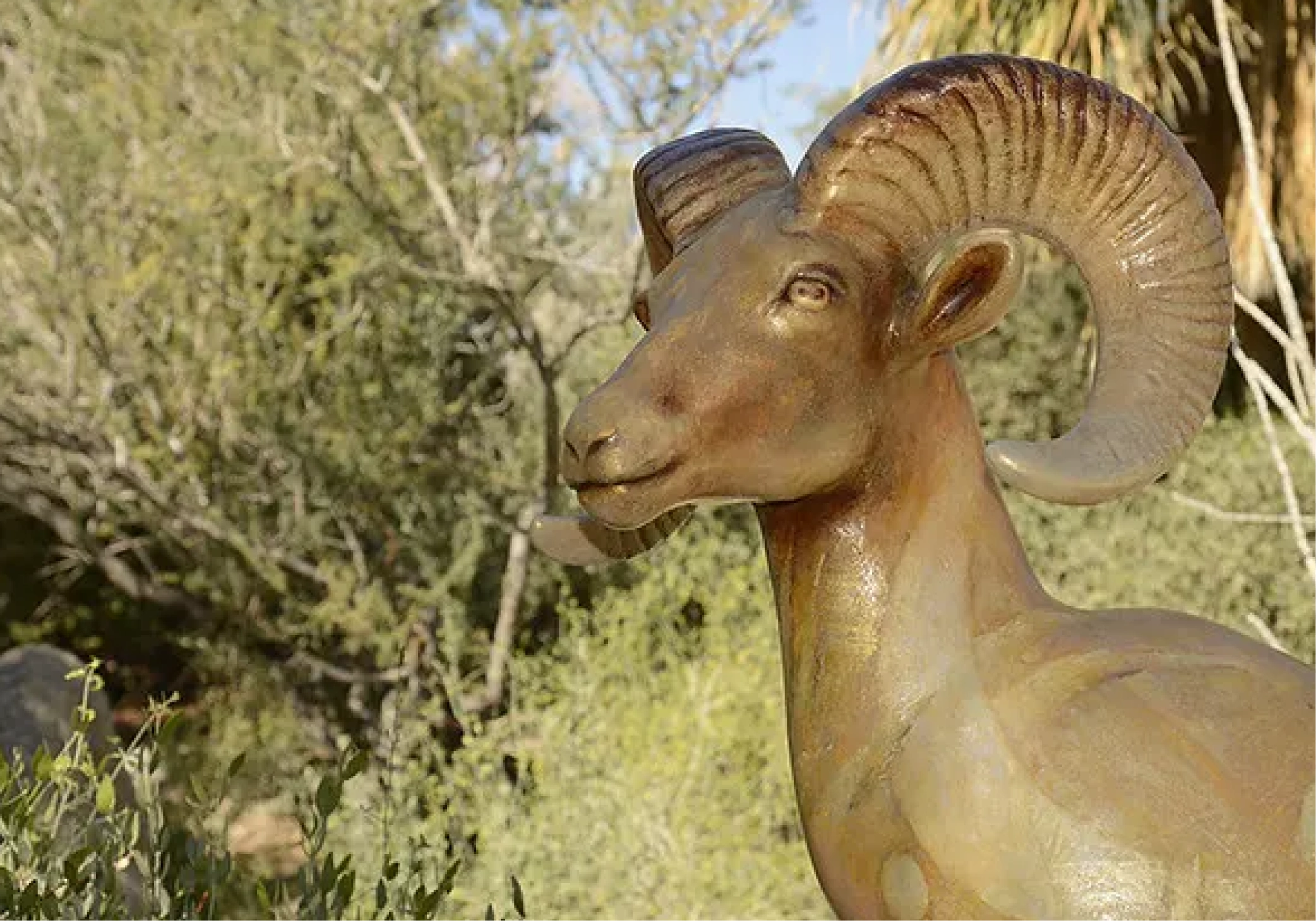 A picture of Big Horn Sheep statue
