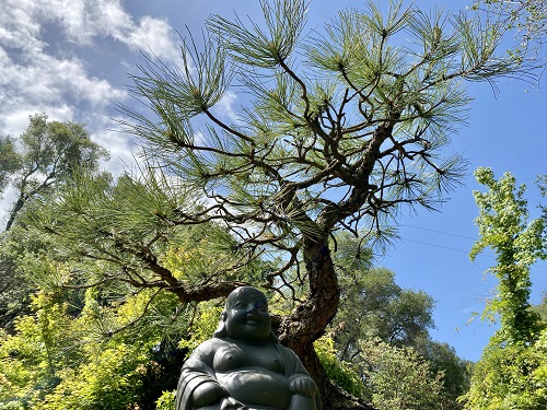 pine tree with sky behind and statue in front.