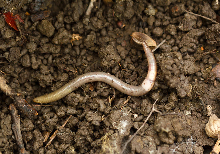 Invasive earthworm -  Worm photo courtesy photo by Tom Potterfield. https://www.flickr.com/photos/tgpotterfield/6807385430