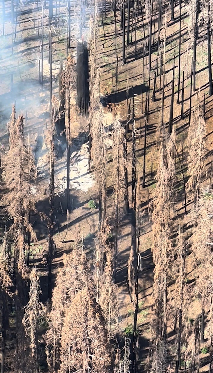 Giant sequoia tree on fire