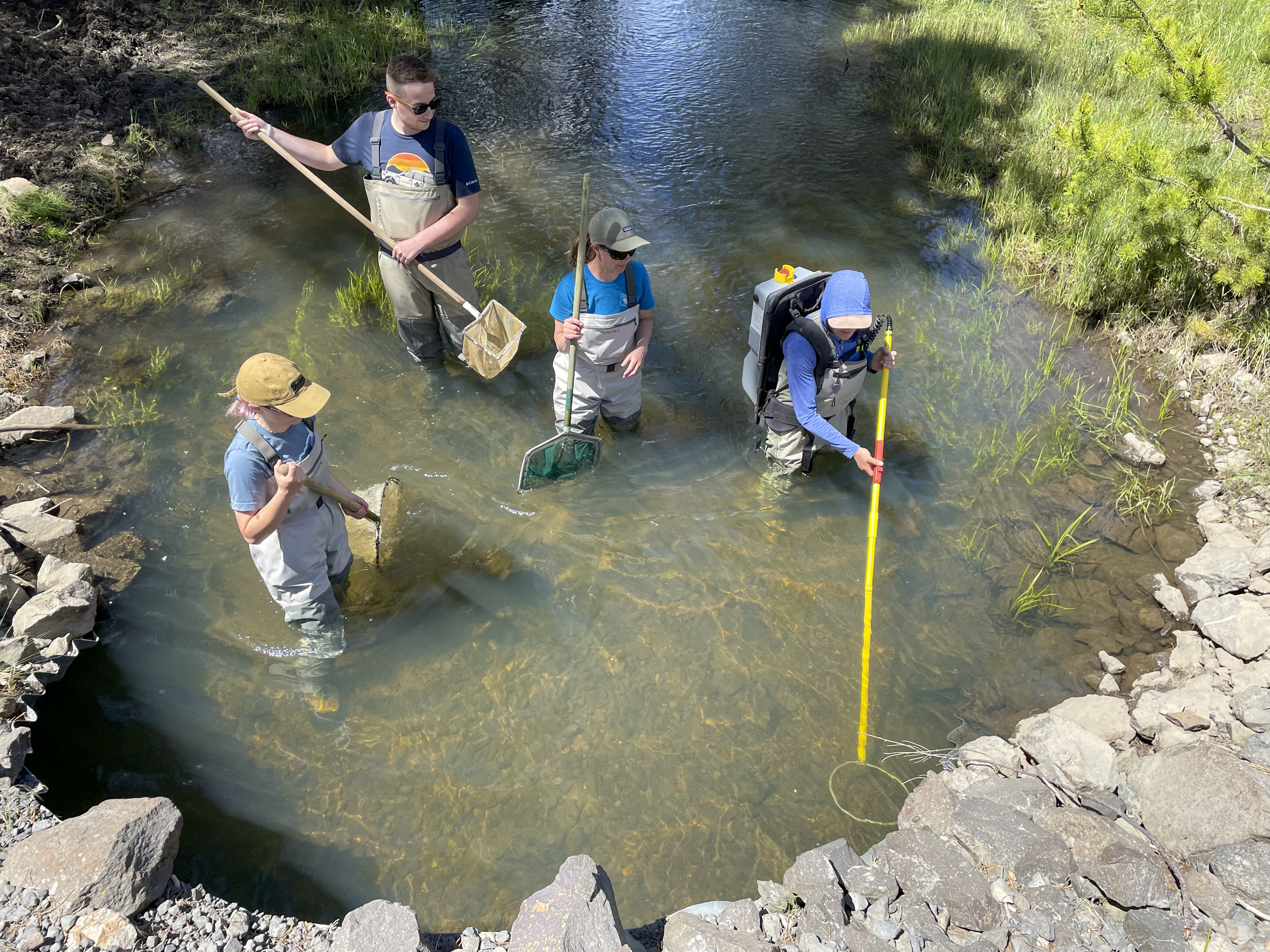 Biological Field Technicians scan a creek for fish during a relocation mission on the WWNF